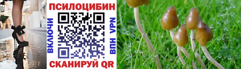 hydra зеркало  Кашин  Галлюциногенные грибы Psilocybe 